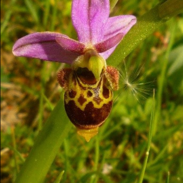 Ophrys scolopax